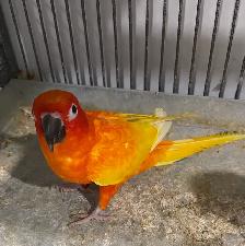 Red pied Sun conure male. - Photo 4