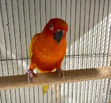 Red pied Sun conure male. - Photo 5