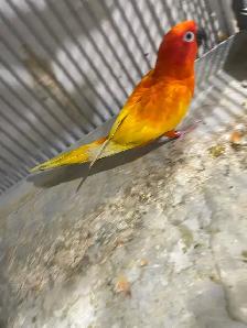 Red pied Sun conure male. - Photo 7