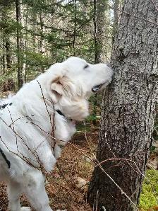 looking to rehome a Great Pyranees