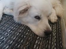 looking to rehome a Great Pyranees - Photo 2