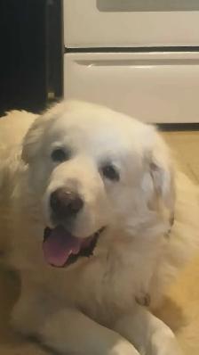 looking to rehome a Great Pyranees - Photo 3