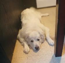 looking to rehome a Great Pyranees - Photo 4