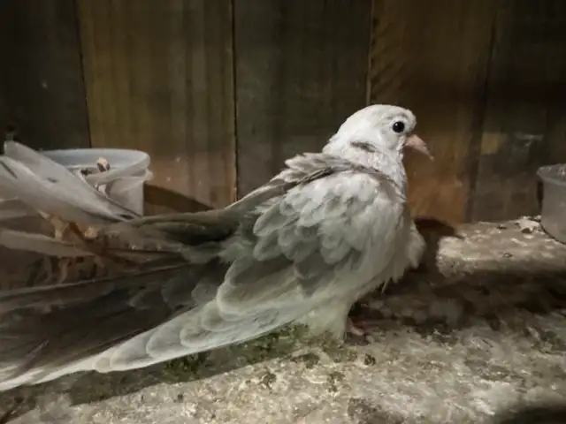 Beautiful white brush, newborn baby doves, three months old