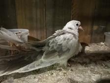 Beautiful white brush, newborn baby doves, three months old