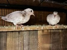 Beautiful white brush, newborn baby doves, three months old - Photo 2