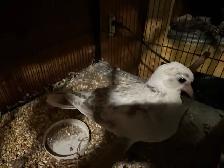 Beautiful white brush, newborn baby doves, three months old - Photo 3
