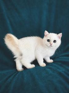 British Shorthair Golden Lilac Colorpoint Kitten / Blue Eyes - Photo 2
