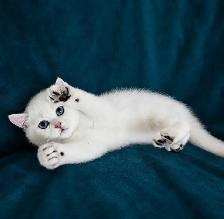 British Shorthair Golden Lilac Colorpoint Kitten / Blue Eyes - Photo 3