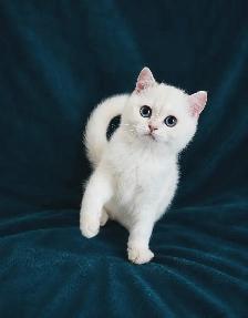 British Shorthair Golden Lilac Colorpoint Kitten / Blue Eyes - Photo 4