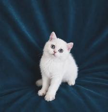 British Shorthair Golden Lilac Colorpoint Kitten / Blue Eyes - Photo 5