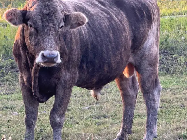Bull for sale