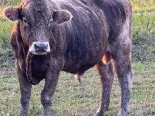 Bull for sale