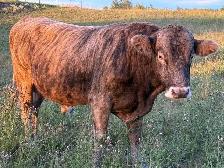 Bull for sale - Photo 2
