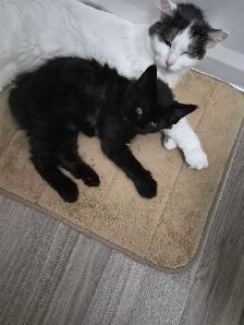 2 year old female cat available - Photo 5