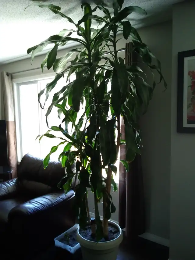 Mass Cane