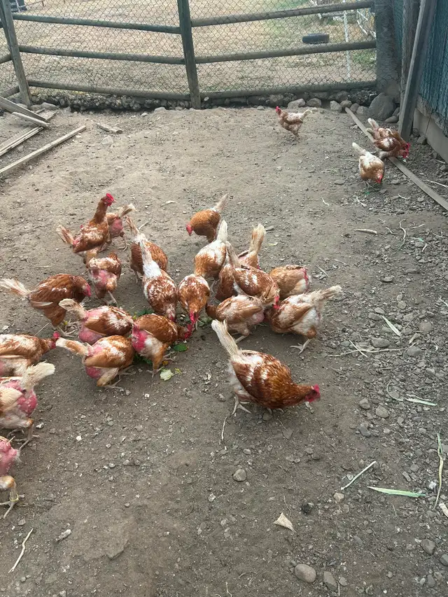 2yr old Laying Hen Chickens