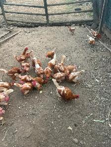 2yr old Laying Hen Chickens