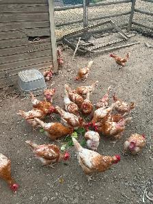 2yr old Laying Hen Chickens - Photo 2