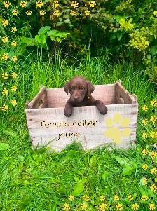 3 femelles Labrador vaccinées