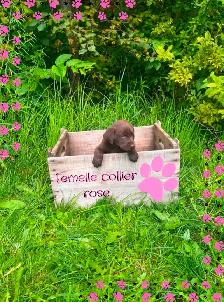 3 femelles Labrador vaccinées - Photo 2