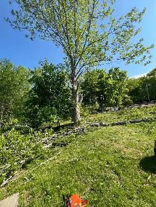 OFFERING TREE SERVICES AND MORE! - Photo 5