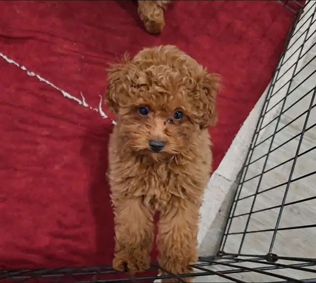 Toy Poodles (puppies)