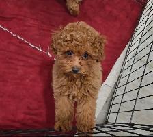 Toy Poodles (puppies)