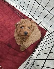Toy Poodles (puppies) - Photo 2