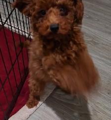 Toy Poodles (puppies) - Photo 3