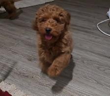 Toy Poodles (puppies) - Photo 4
