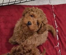 Toy Poodles (puppies) - Photo 5