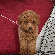 Toy Poodles (puppies) - Photo 6