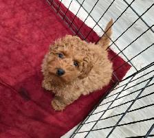 Toy Poodles (puppies) - Photo 7