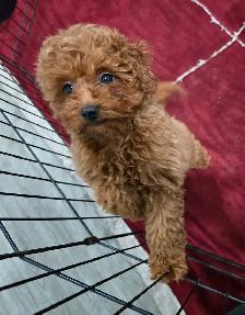 Toy Poodles (puppies) - Photo 8