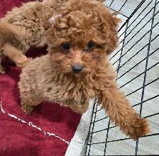 Toy Poodles (puppies) - Photo 9