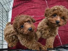 Toy Poodles (puppies) - Photo 10