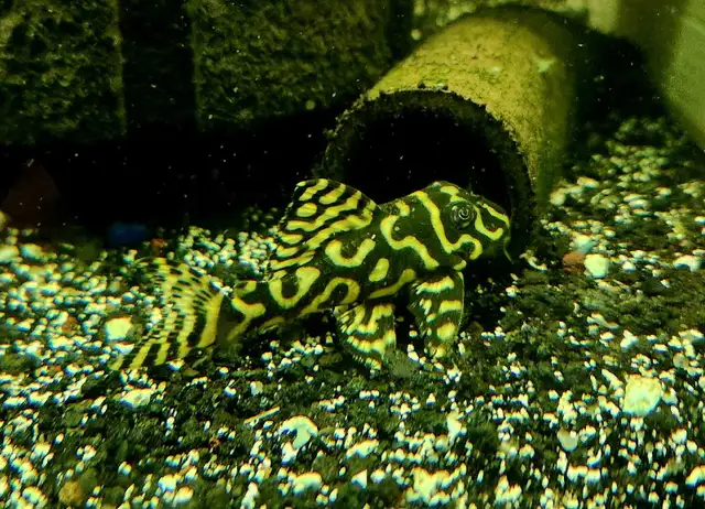 L333 reverse pattern super yellow 2.5'-2.75'