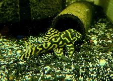 L333 reverse pattern super yellow 2.5'-2.75'