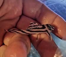 L046 zebra plecos 2'-2.5'