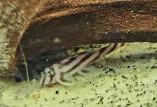 L046 zebra plecos 2'-2.5' - Photo 2