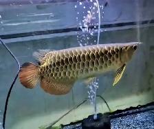 lots of different fish, plants & more (see list below)