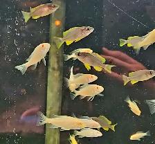 lots of different fish, plants & more (see list below) - Photo 8