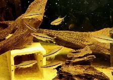 lots of different fish, plants & more (see list below) - Photo 9