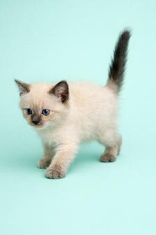Stunning Siamese & Flame Point Himalayan Kittens - $400 - Photo 6