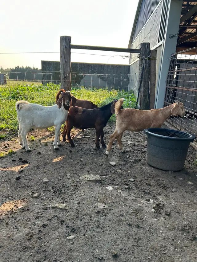 Boer & Boer/Nubian Bucklings