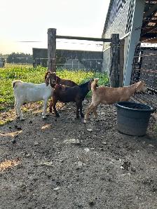 Boer & Boer/Nubian Bucklings