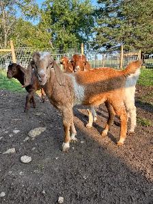 Boer & Boer/Nubian Bucklings - Photo 2