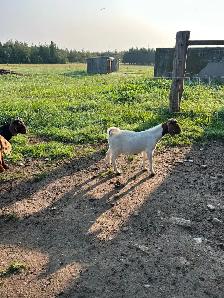 Boer & Boer/Nubian Bucklings - Photo 3