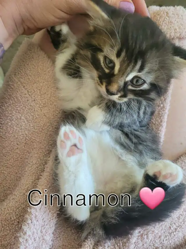 Maine Coon/ Bengal Mix Kitten